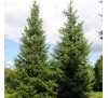 Ель сербская (Picea omoriкa) Р9